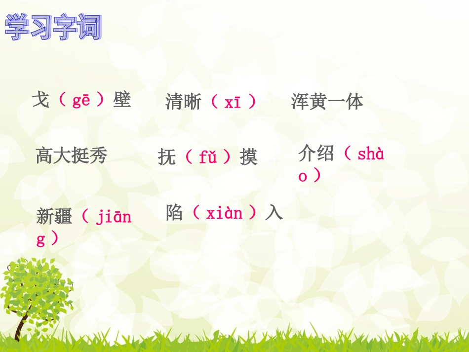 《白杨》课件_第3页