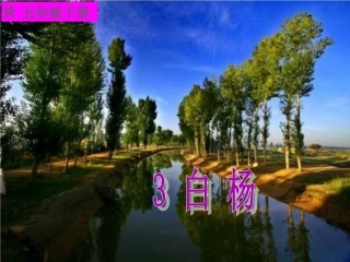 《白杨》课件