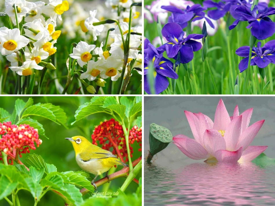 跨越百年的美丽人教版课件欣赏PPT_第3页