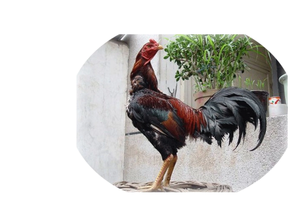 神气的大公鸡2_第2页