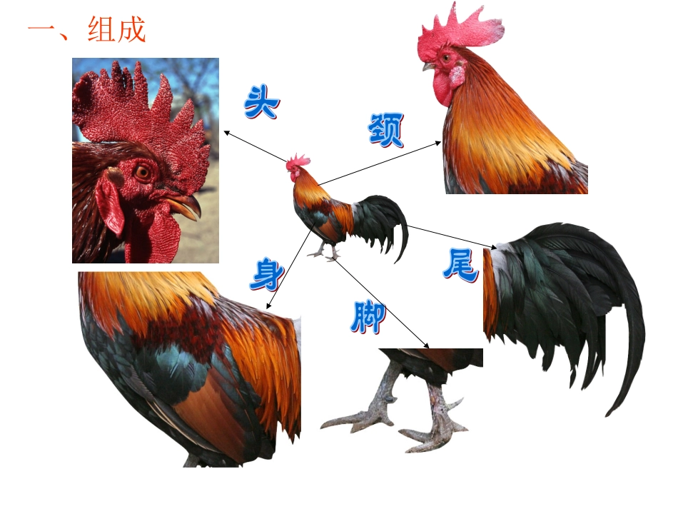 神气的大公鸡2_第3页