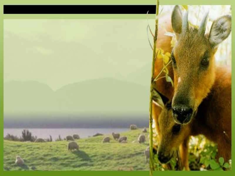 斑羚飞渡课件_第2页