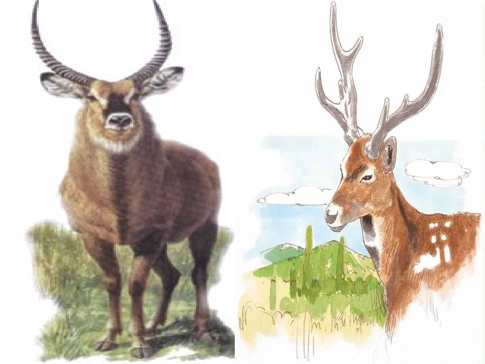 斑羚飞渡课件_第3页