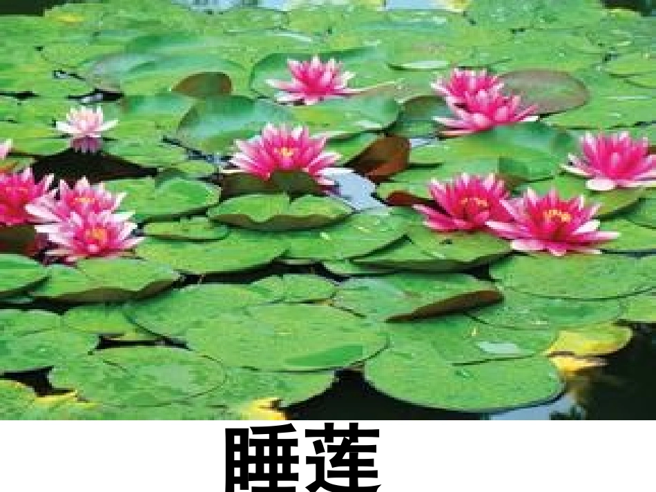 第25课《自己的花是让别人看的》课件_第3页