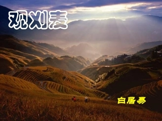 八年级语文观刈麦 (3)