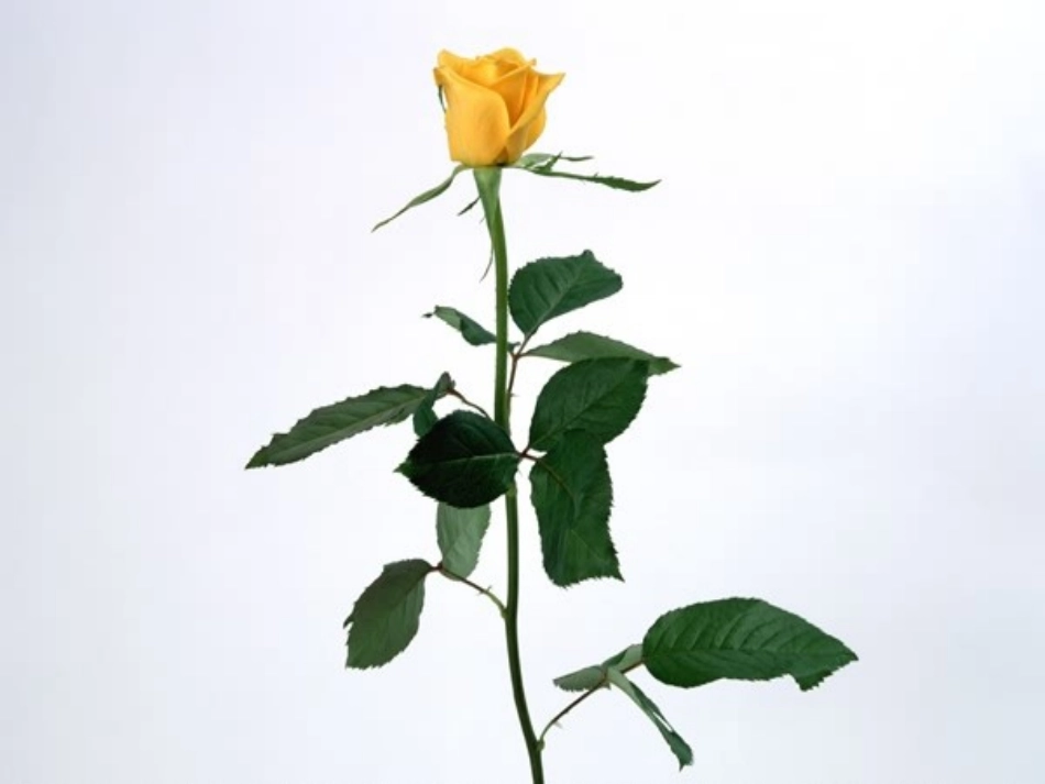 小鹿的玫瑰花_第1页