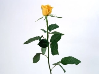 小鹿的玫瑰花