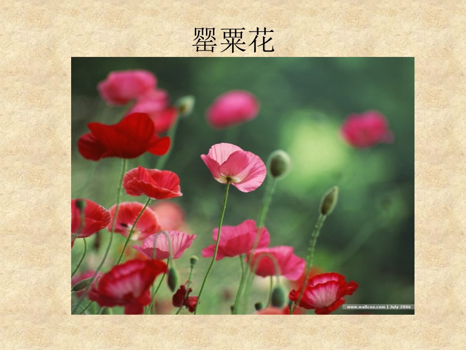 第1课时鸦片战争的烽烟_第3页