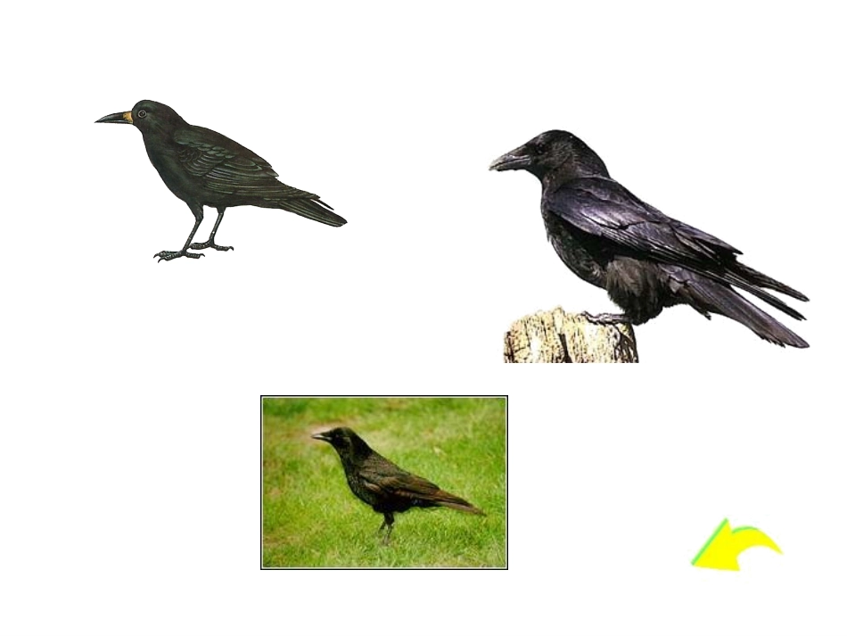 _19人教版一年级语文下册《乌鸦喝水》PPT课件(1)_第2页