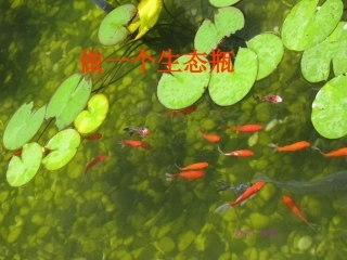 做一个生态瓶 ()