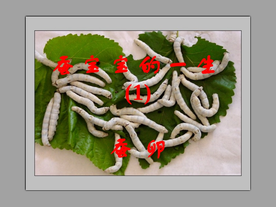 蚕的生命周期PPT_第2页