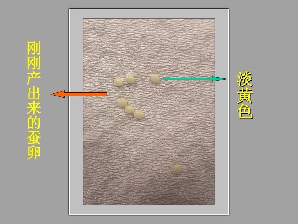 蚕的生命周期PPT_第3页