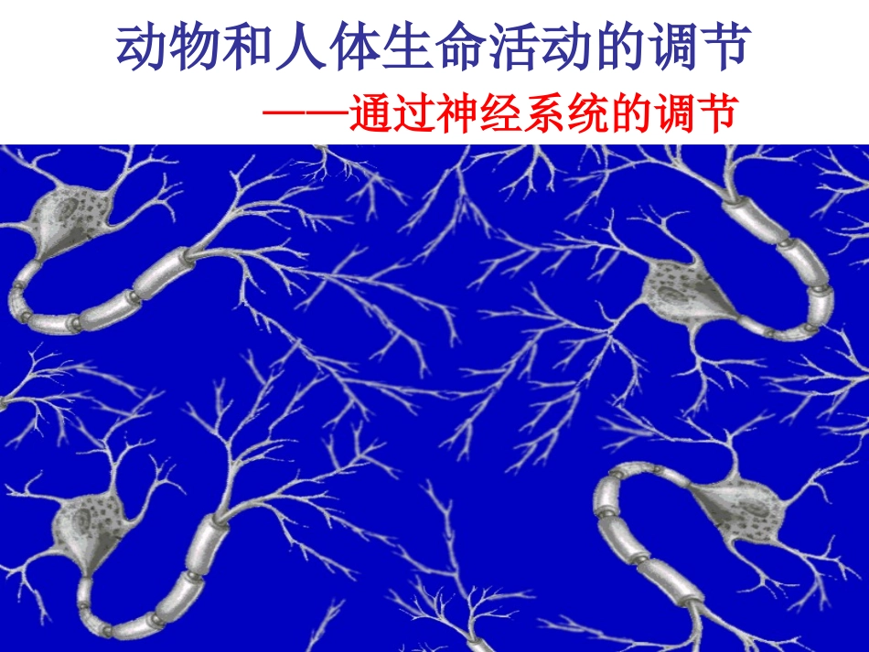 神经调节课件_第1页