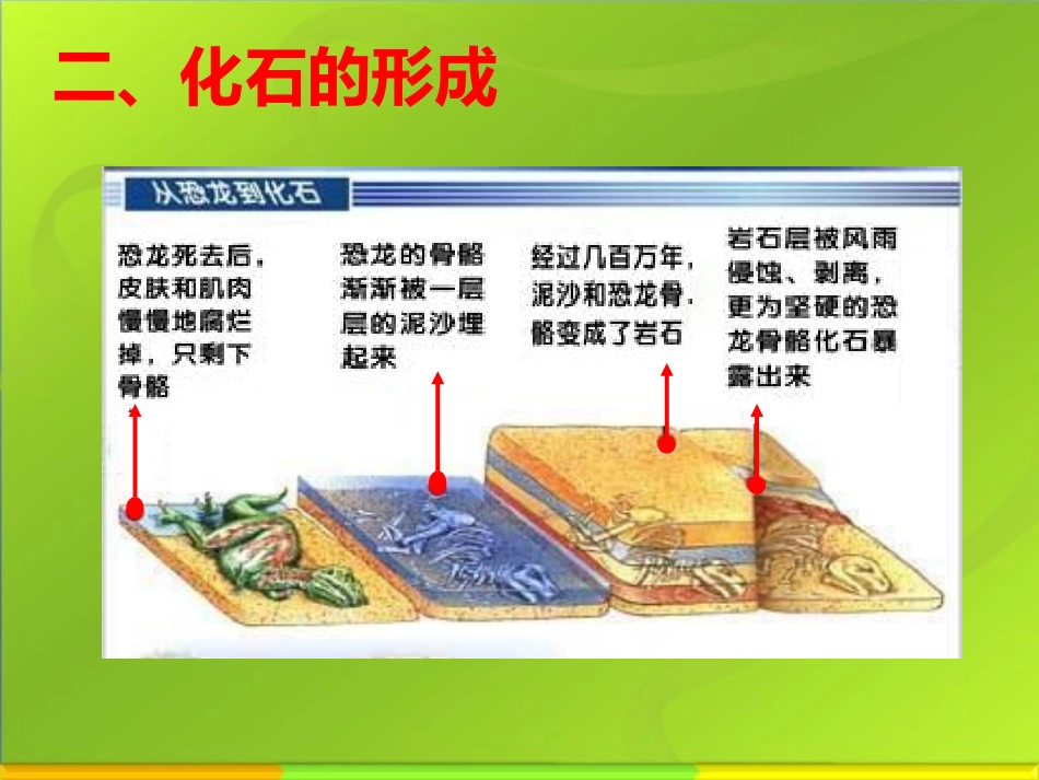 生物进化的历程_第3页