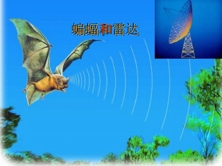 《蝙蝠和雷达》课件 (2)