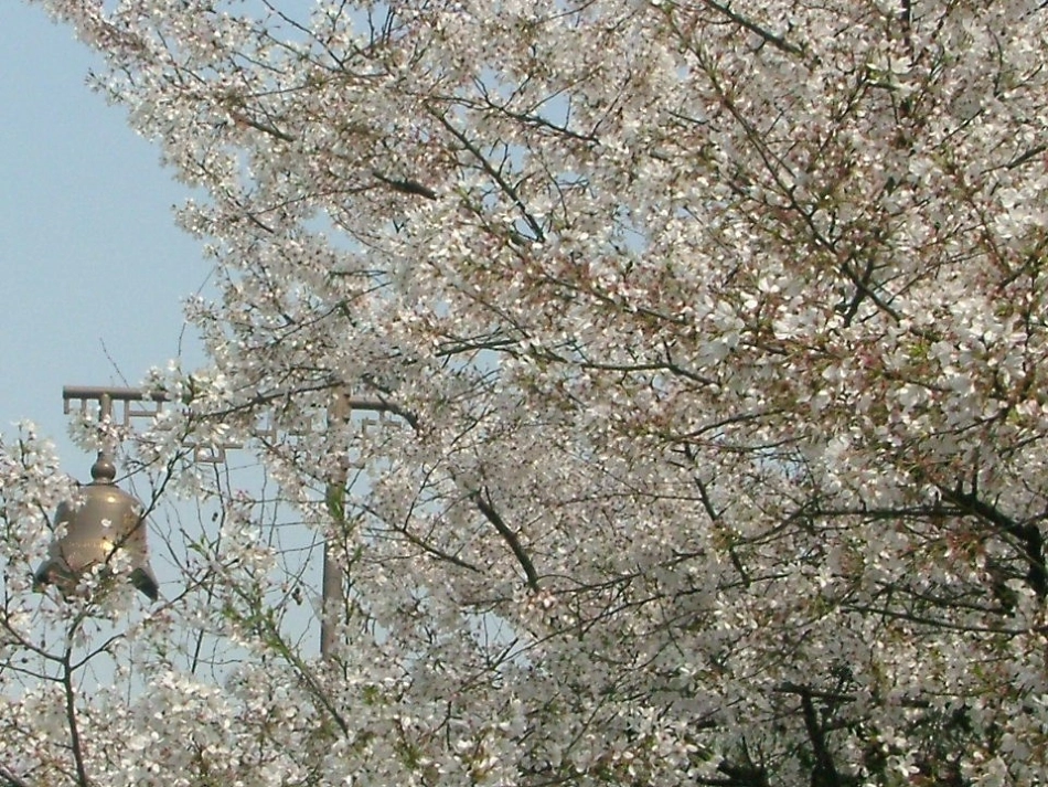 四年级语文下册《花的勇气》课件_第2页