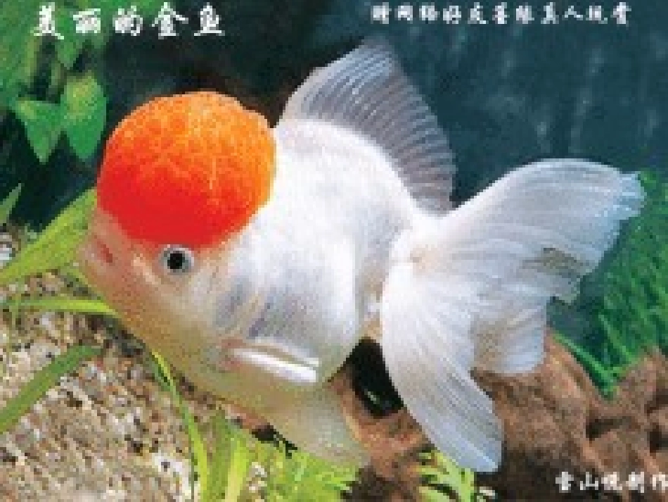 鱼游到纸上教学课件_第2页
