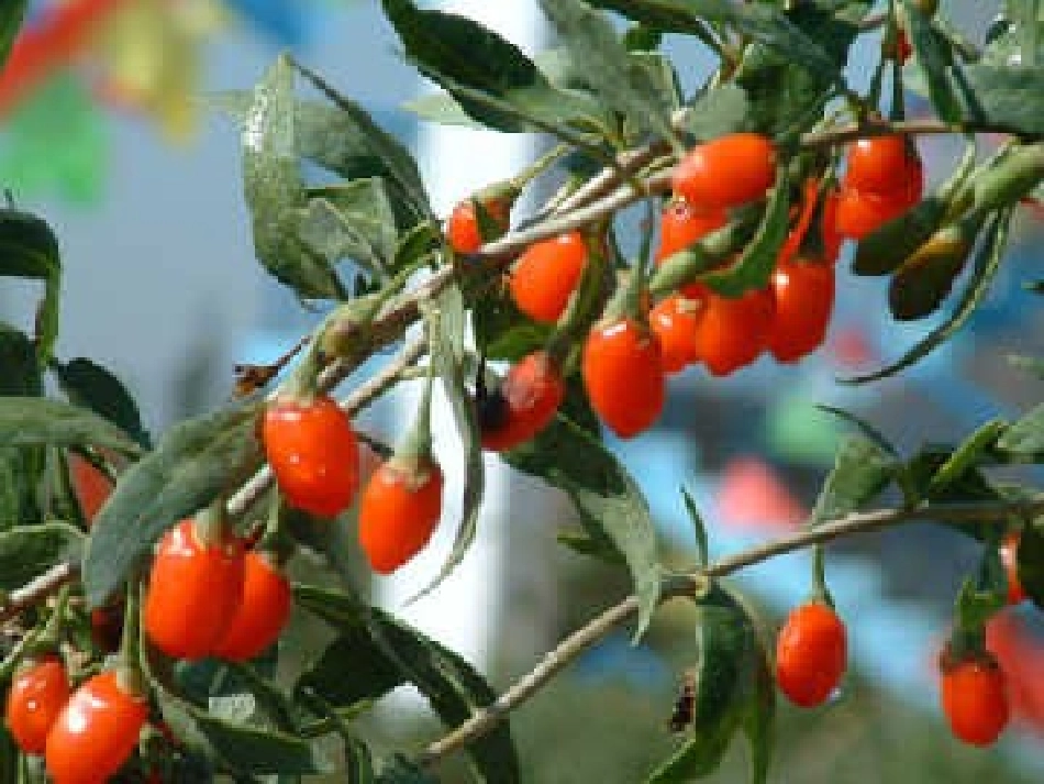 《三颗枸杞豆》课件_第2页