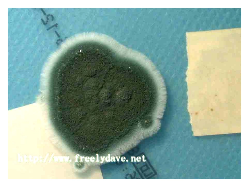 《面包发霉了》课件_第1页