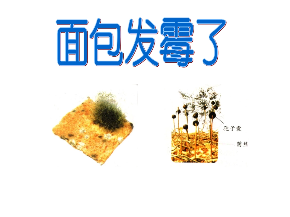 《面包发霉了》课件_第2页