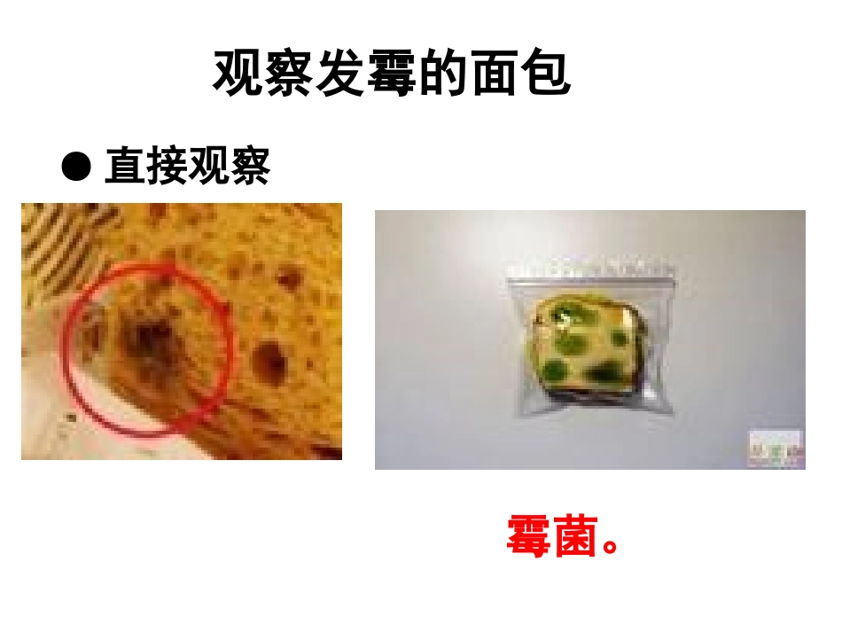 《面包发霉了》课件_第3页