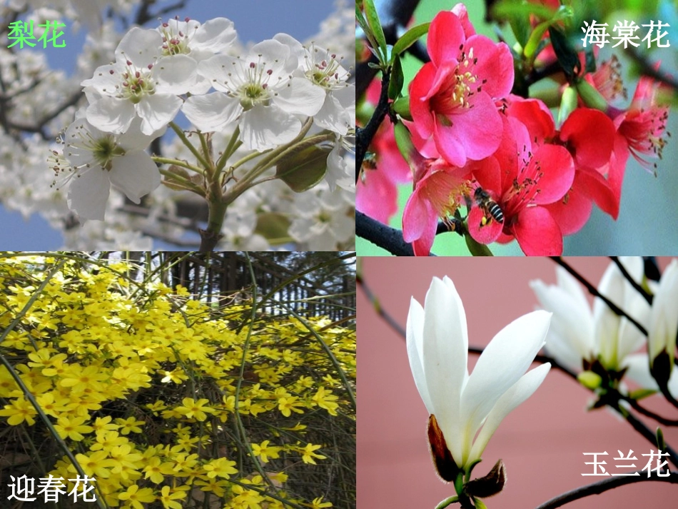 各种各样的花_第2页