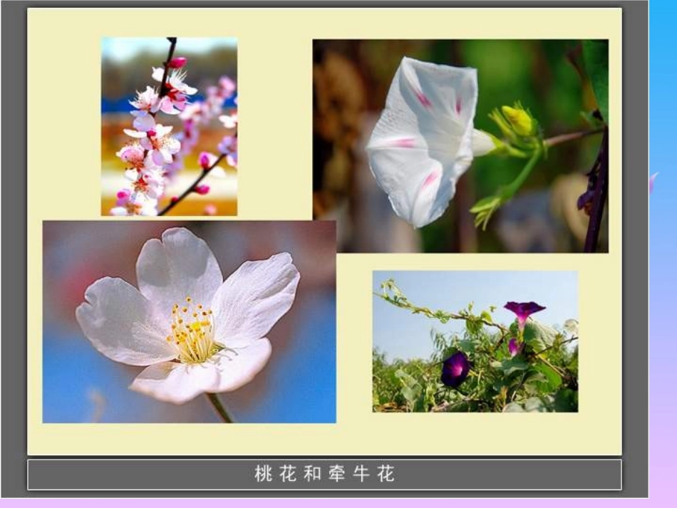 各种各样的花_第3页