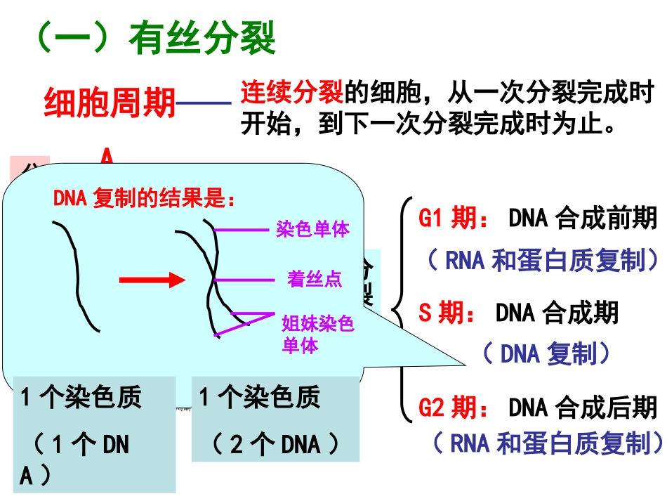 高三一轮复习-细胞有丝、减数分裂_第3页