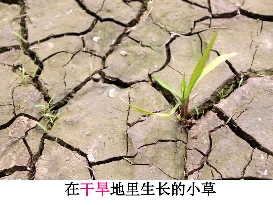 花的勇气课件 (2)_第2页