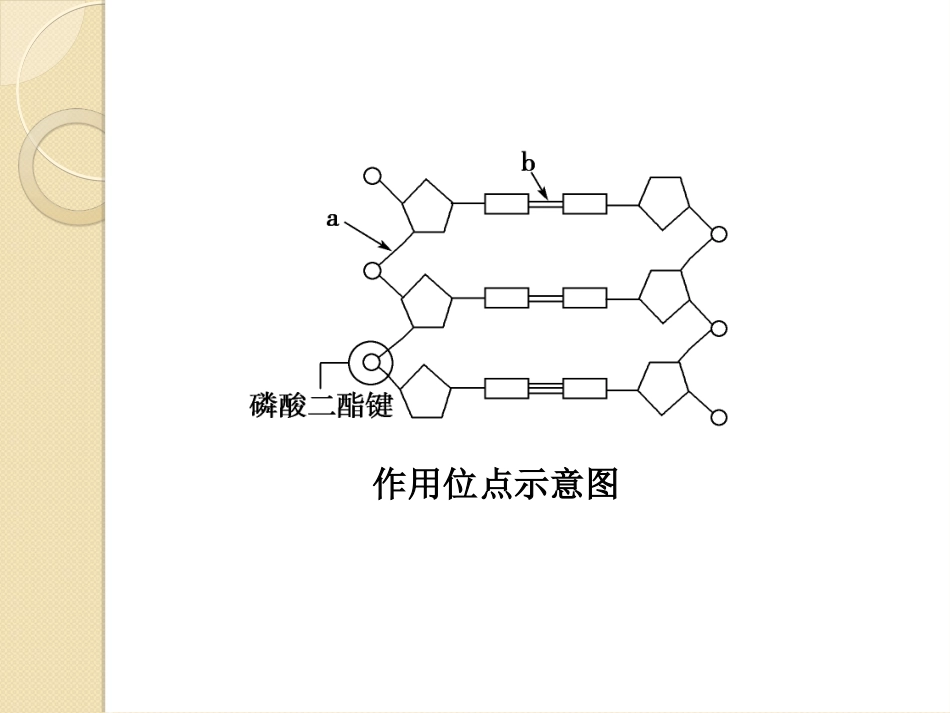 基因工程的基本工具_第3页