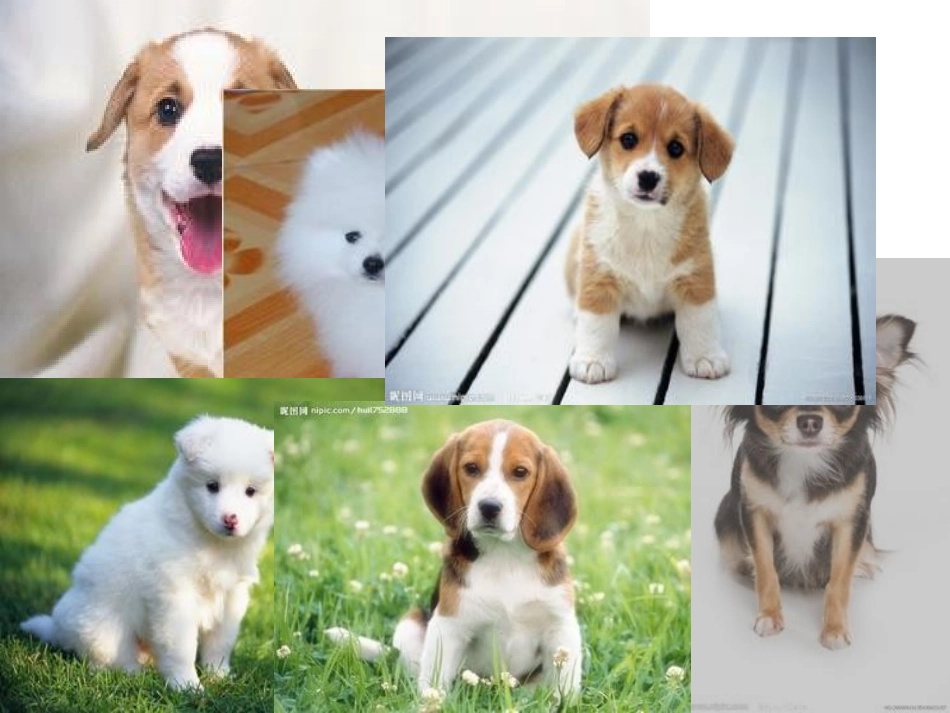 身边的动物朋友_第3页