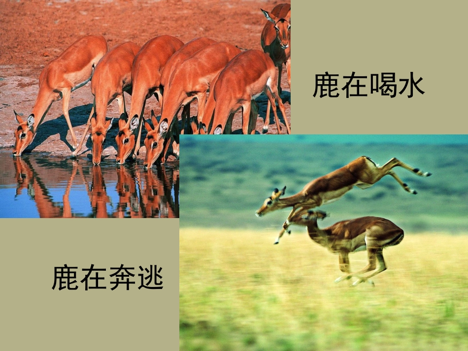 八年级《动物的运动》课件_新人教版_第2页