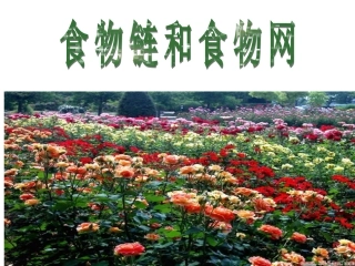 -食物链和食物网
