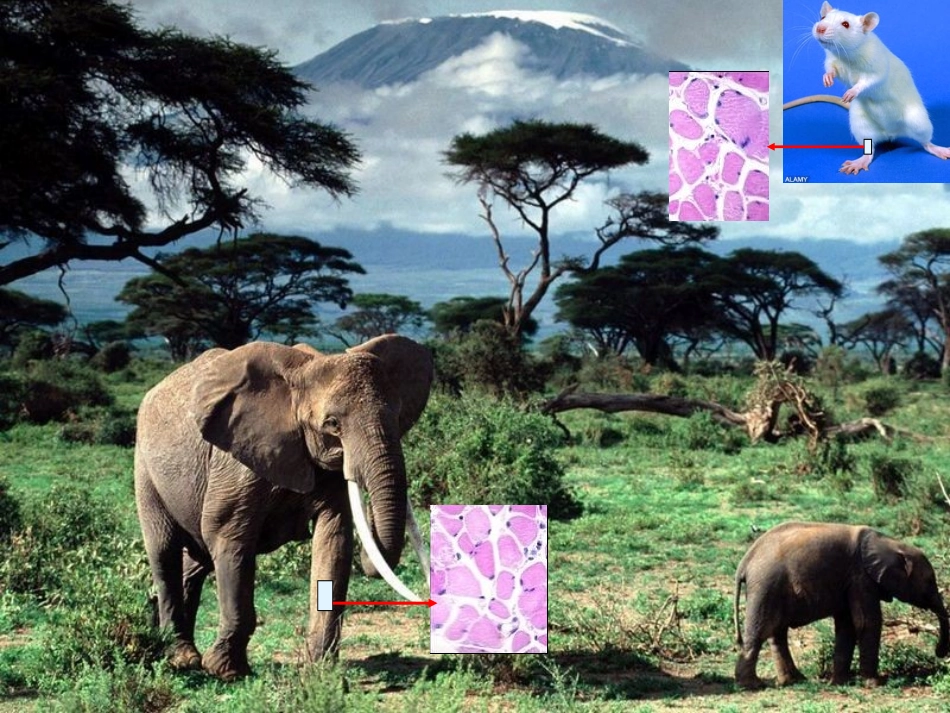 细胞增殖,第一课时_第3页