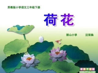 我的荷花课件
