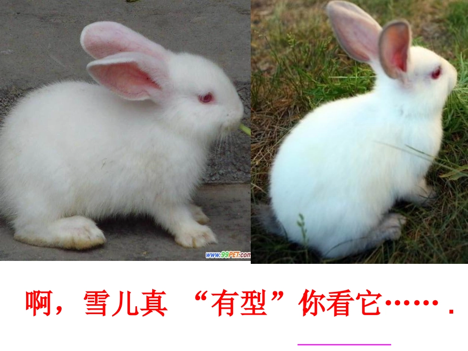 我喜欢的动物(1)_第3页