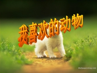 我喜欢的动物(1)