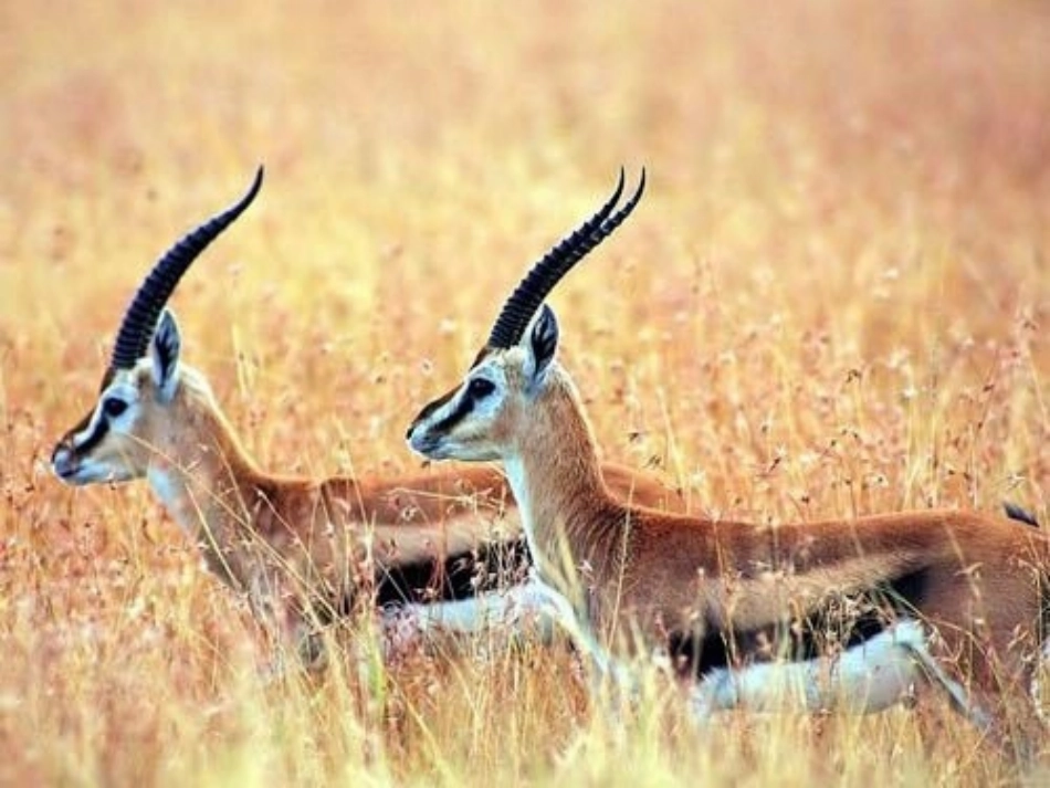 初中地理课件--青藏高原_第3页