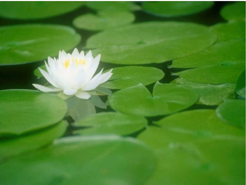 荷叶圆圆~EE_第2页