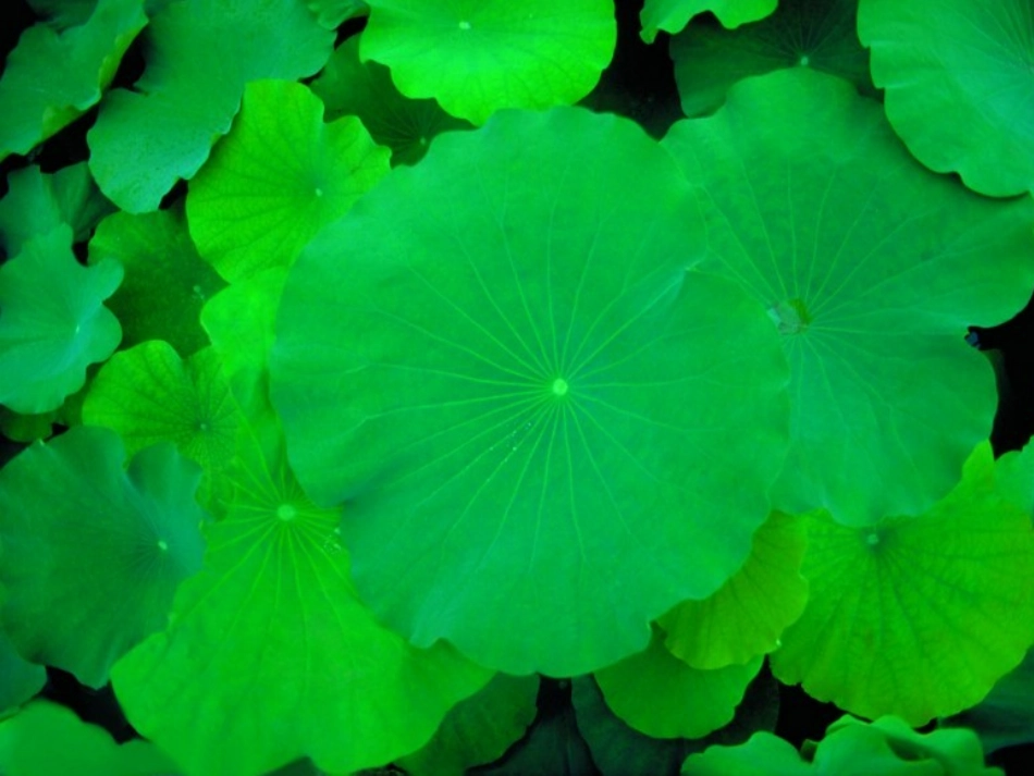 荷叶圆圆~EE_第3页