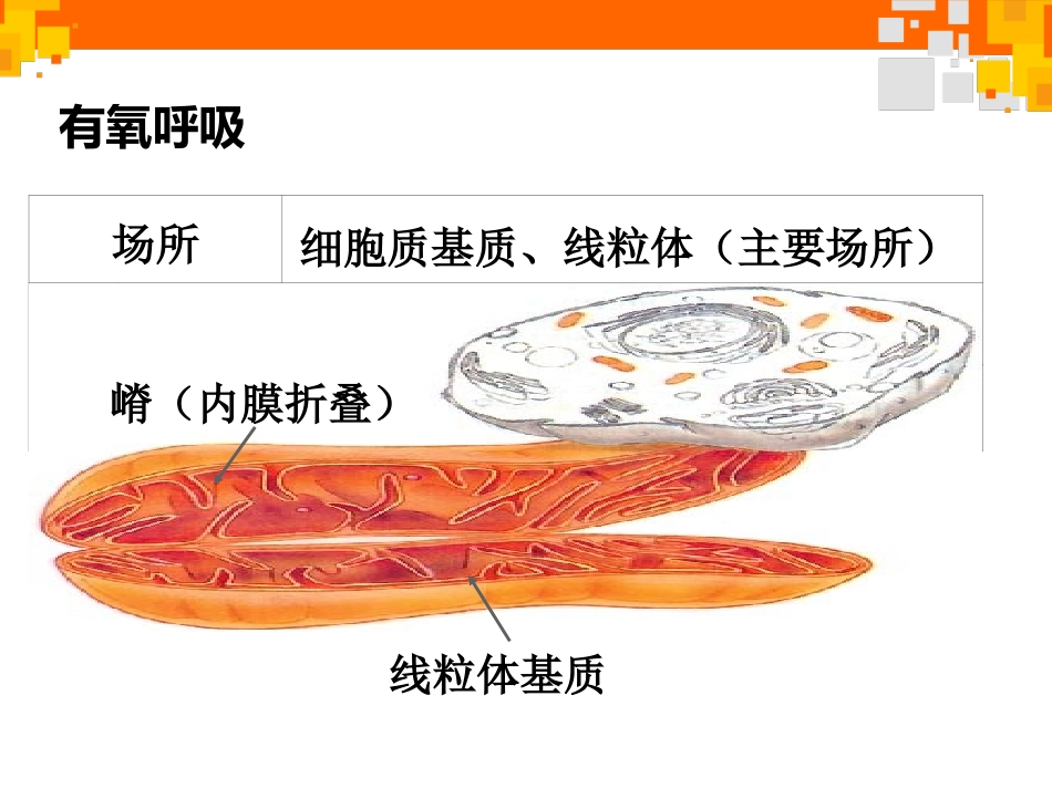 有氧呼吸微课(2)_第3页