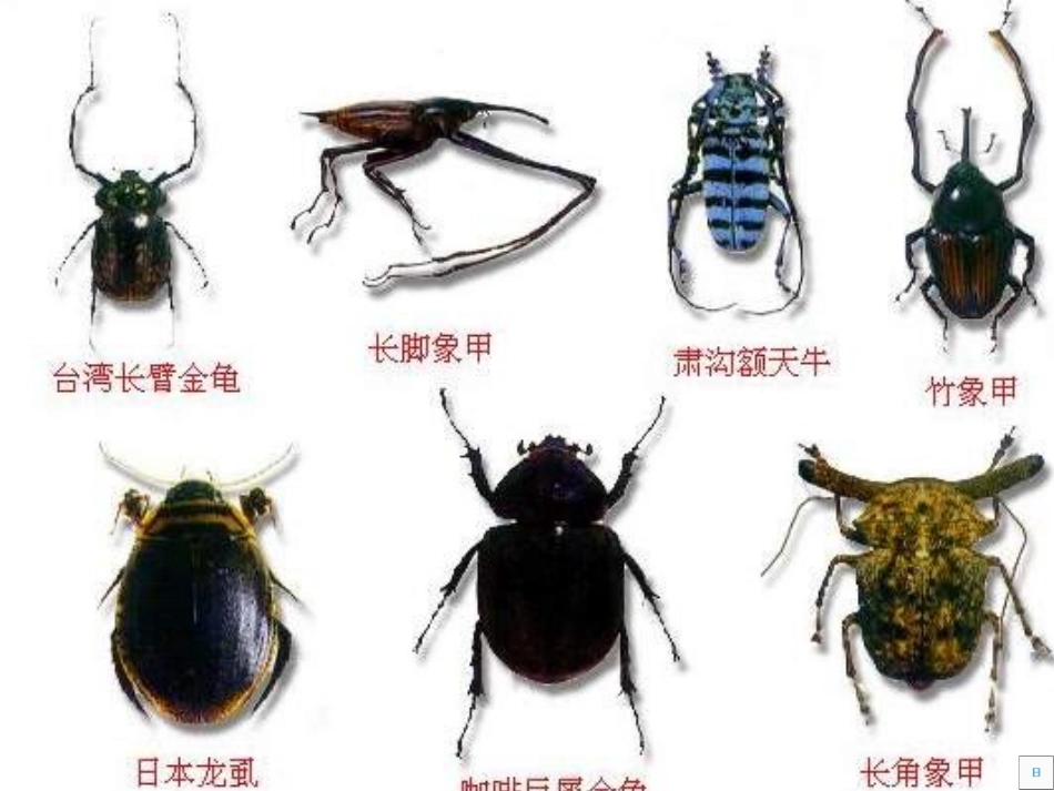 苏教版七年级下册《松树金龟子》课件33333_第2页