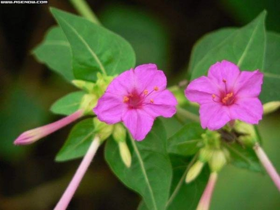 八年级语文花儿为什么这样红 (2)_第3页