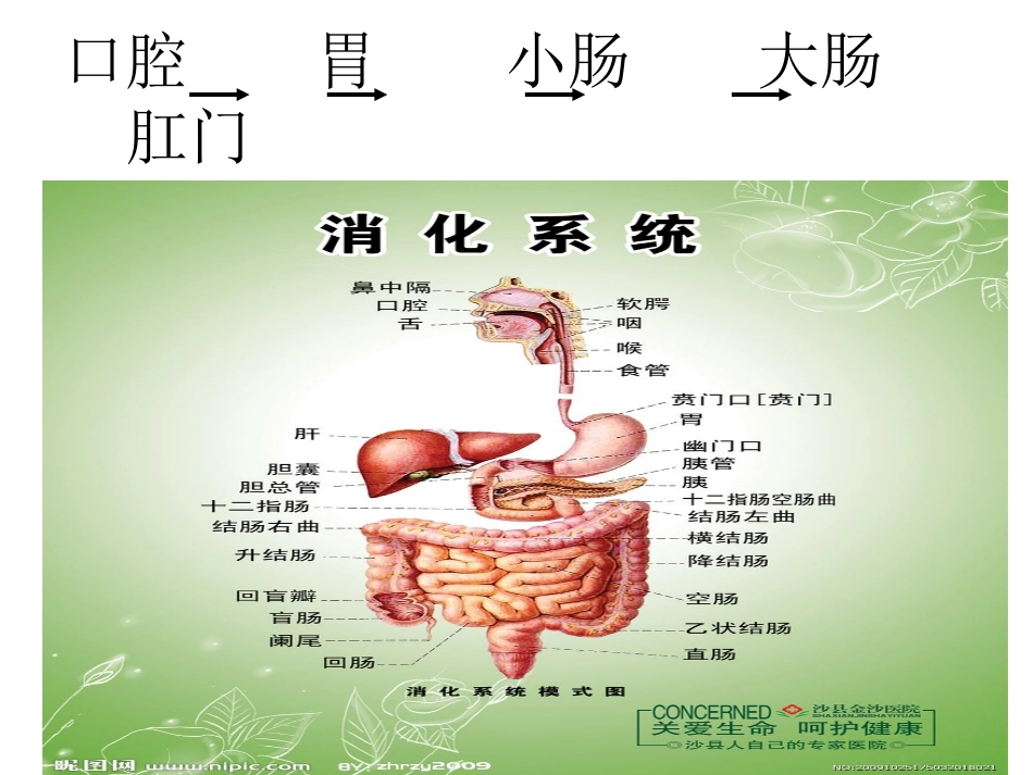 我们的消化系统(9)-健康教育课件_第2页