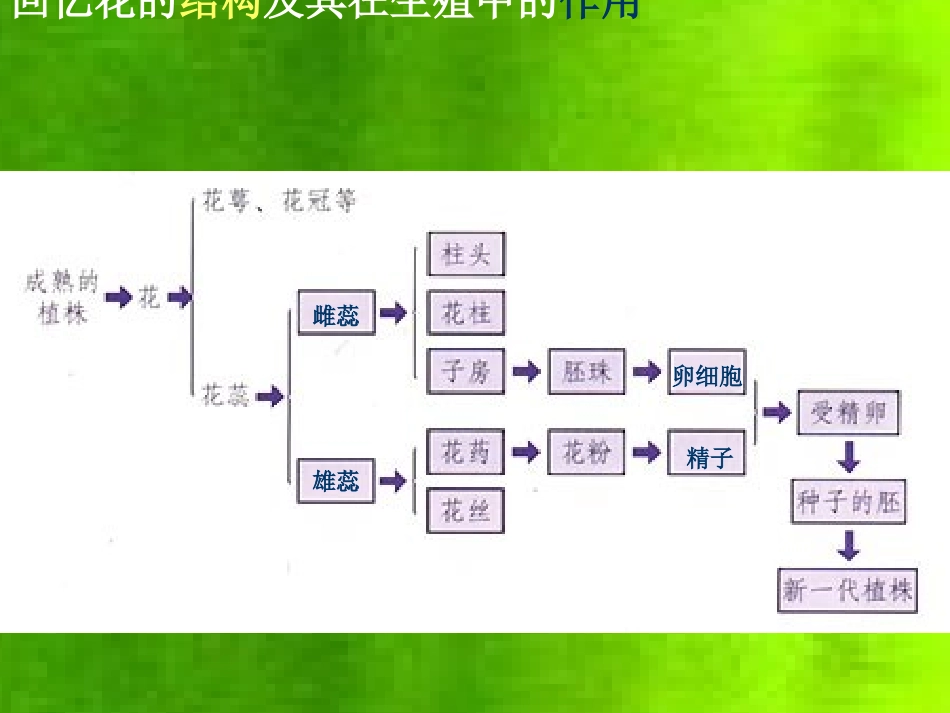 植物的生殖和发育_第2页