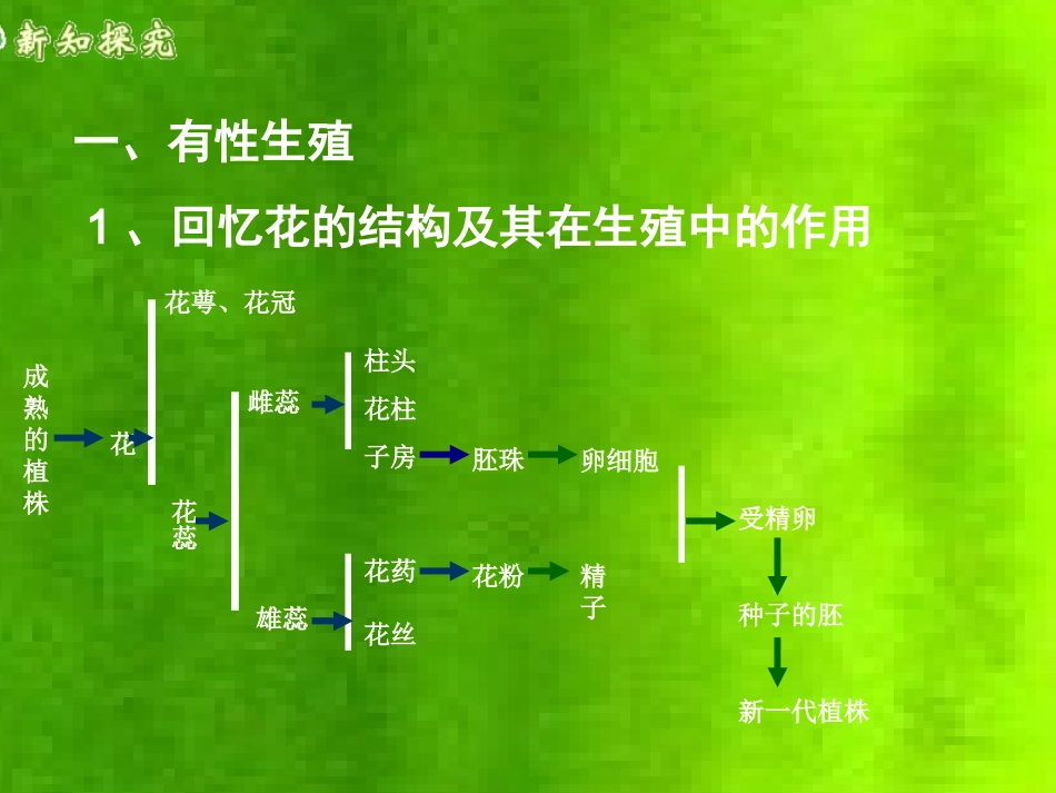 植物的生殖和发育_第3页