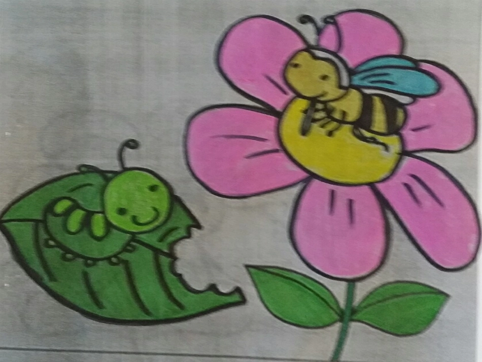 蝴蝶和花朵课件_第2页