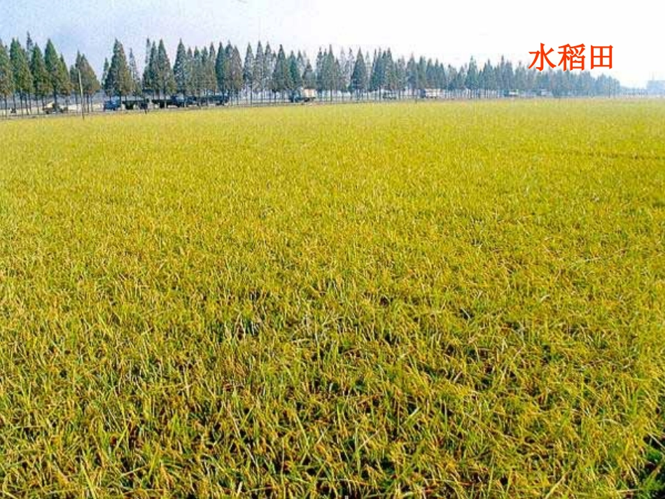 苏教版小学科学三年级下册《土壤的保护》PPT（2）_第2页