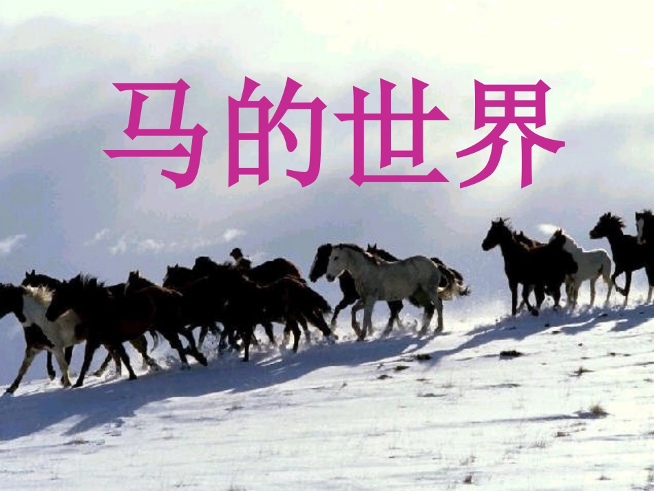 马的综合性学习_第1页