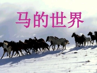 马的综合性学习